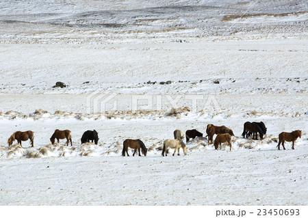 Herd of Icelandic horses in winter landscape 23450693