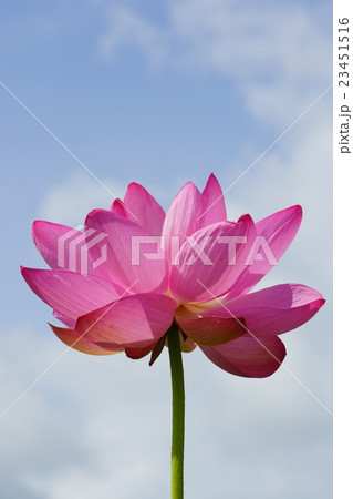 紅蓮 23451516