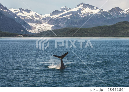 Baby Humpback Whale and Glacier in Alaska 23451864