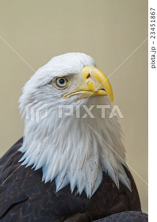 Close Up of Head of Bald Eagle Close Up of Head of Bald Eagle 23451867