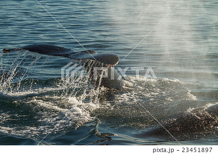 The Tail of a Humpback Whale When Diving 23451897