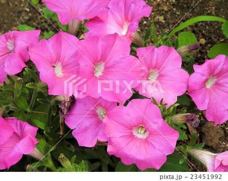 ペチュニア/隅田川 ペチュニア/隅田川 23451992