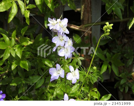 ペンステモン／昭和記念公園 23451999