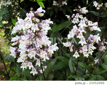 ペンステモン／昭和記念公園 23452000