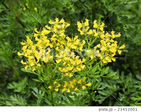 ペンステモン／昭和記念公園 23452001