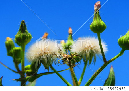 ノゲシの綿毛と青空 こんな写真撮ってます 売ってます