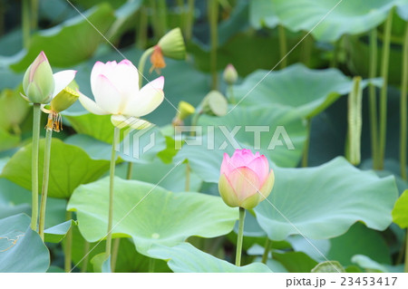 ハスの花 23453417
