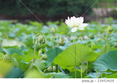 ハスの花 23453420