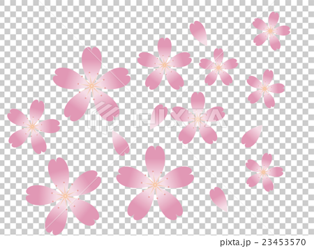 桃花色の桜花 和風 花柄 背景 透過のイラスト素材