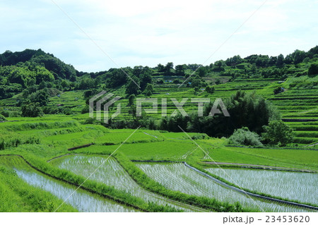 稲渕の棚田 23453620