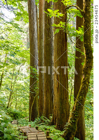 天然秋田スギと遊歩道　秋田県 23454675