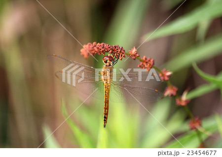 ウスバキトンボ 23454677