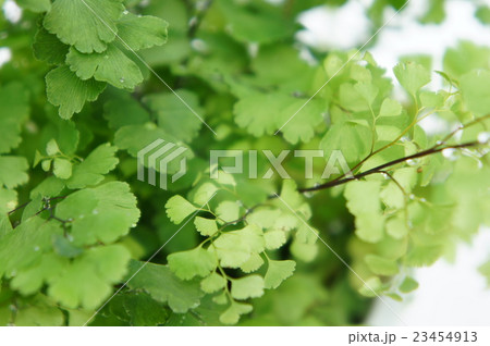 アジアンタム アジアンタム 23454913