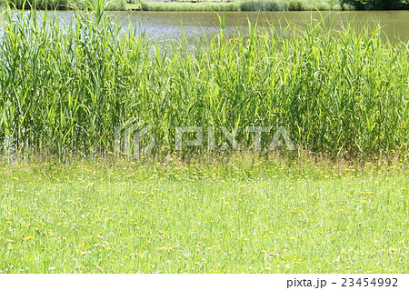 葦 23454992