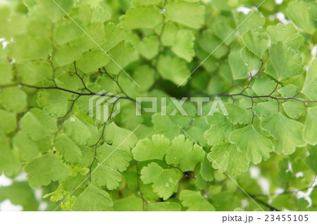 アジアンタム アジアンタム 23455105