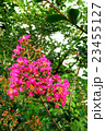 サルスベリの花 23455127
