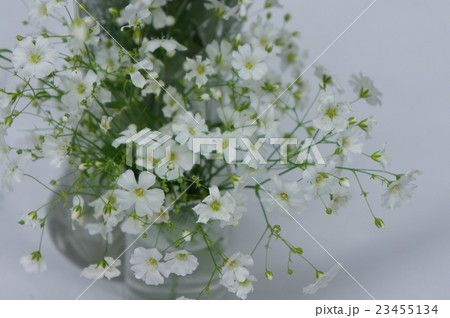 カスミソウ 23455134