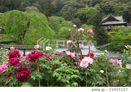 長谷寺の牡丹 23455157