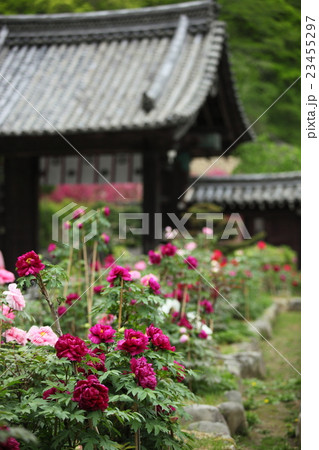 長谷寺の牡丹 長谷寺の牡丹 23455297