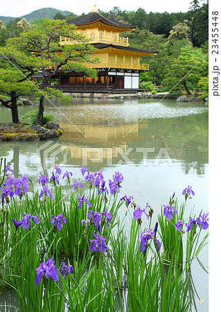 金閣寺のカキツバタ 23455448