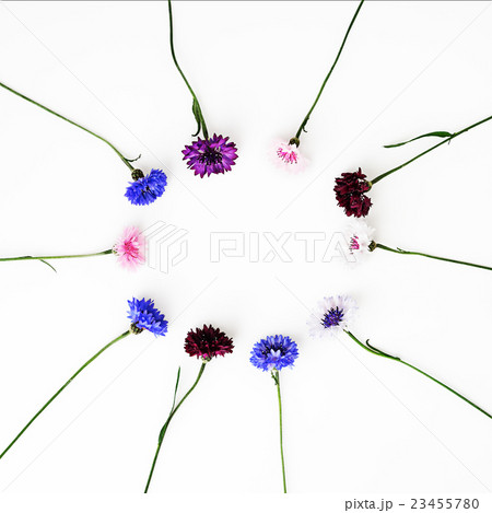 Pattern with petals of wildflowers Pattern with petals of wildflowers 23455780