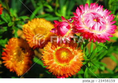 ムギワラギクの花の写真素材