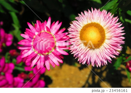 ムギワラギクの花の写真素材