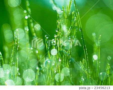 朝陽を浴びて光る朝露とスギナ 23456213