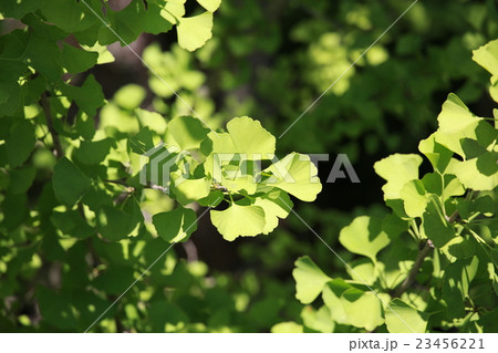 イチョウ 23456221