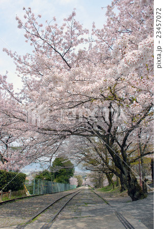 春の蹴上げ 春の蹴上げ 23457072