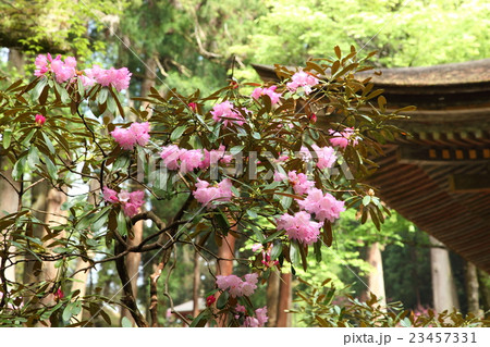 室生寺のシャクナゲ 23457331