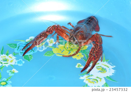 アメリカザリガニ 23457332