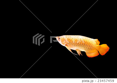 Red Arowana or Dragon fish isolated Red Arowana or Dragon fish isolated 23457459