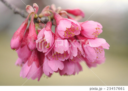 ヒカンザクラ 23457661