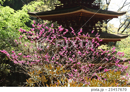 室生寺の五重塔とハナズオウ 23457670