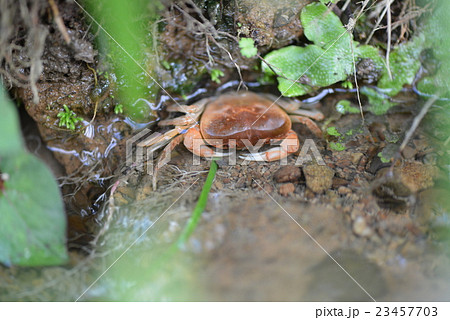 夏のサワガニ 23457703