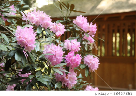 室生寺のシャクナゲ 23457865