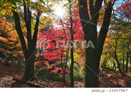 錦秋の石道寺 23457967
