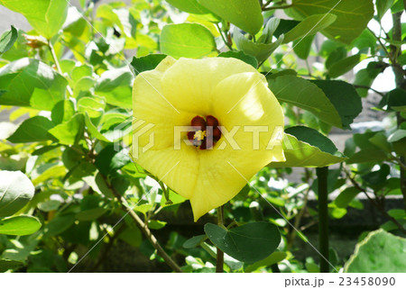 ハマボウの花とカマキリ 23458090