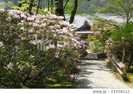 室生寺慶雲殿のシャクナゲ 23458112