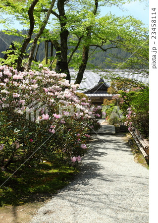 室生寺慶雲殿のシャクナゲ 23458114