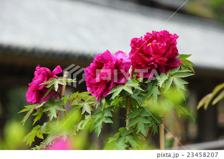 長谷寺の牡丹 23458207