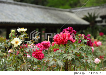 長谷寺の牡丹 長谷寺の牡丹 23458349