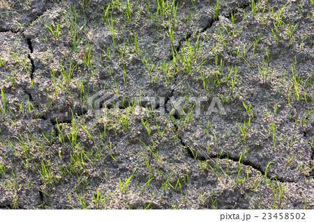 Young green grass sprouts in cracked soil 23458502