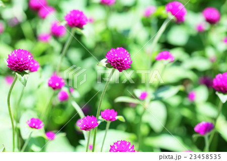 千日紅　千日草　センニチコウ 23458535