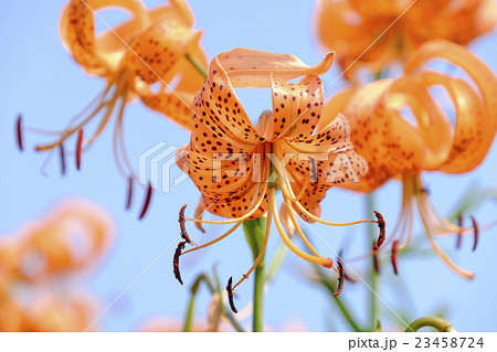 百合の花 オニユリ 百合の花 オニユリ 23458724