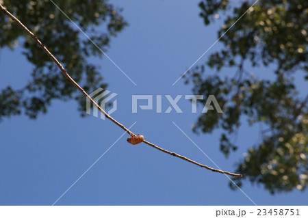 蝉の抜け殻 蝉の抜け殻 23458751