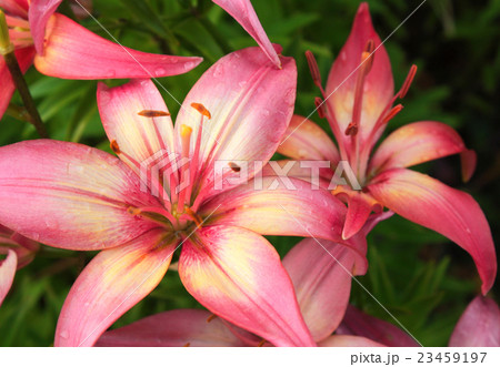 Beautiful lilies on flowerbed 23459197