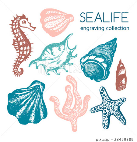 Sea collection with seashells, starfish. 23459389