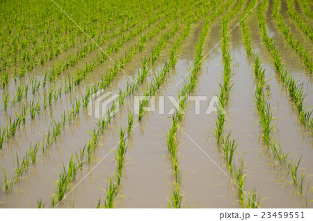 田植え 23459551